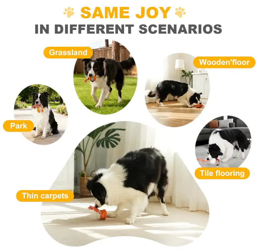 End Pet Boredom for Good! ✨ Let the New NEPIMI™ Ball Spark Quality Time & Shared Joy 🐶&🐱