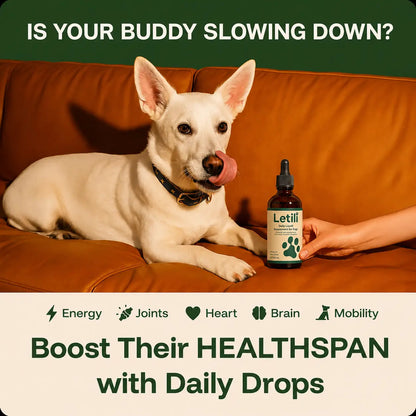 The Science-Backed Protocol to Boost Dog Health Span