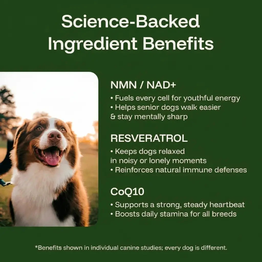 The Science-Backed Protocol to Boost Dog Health Span