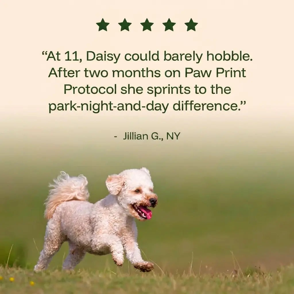 The Science-Backed Protocol to Boost Dog Health Span