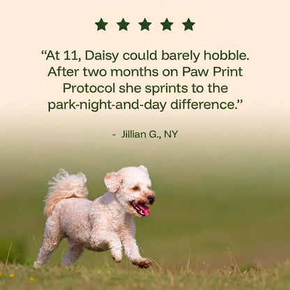 The Science-Backed Protocol to Boost Dog Health Span