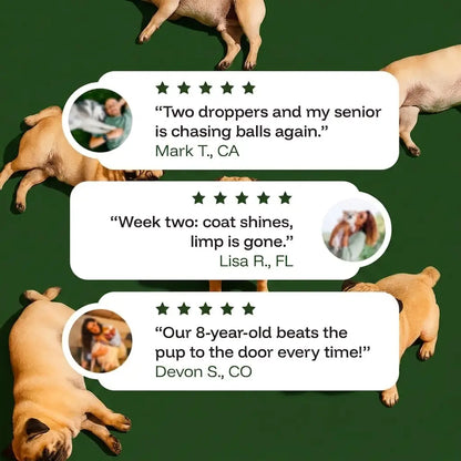 The Science-Backed Protocol to Boost Dog Health Span