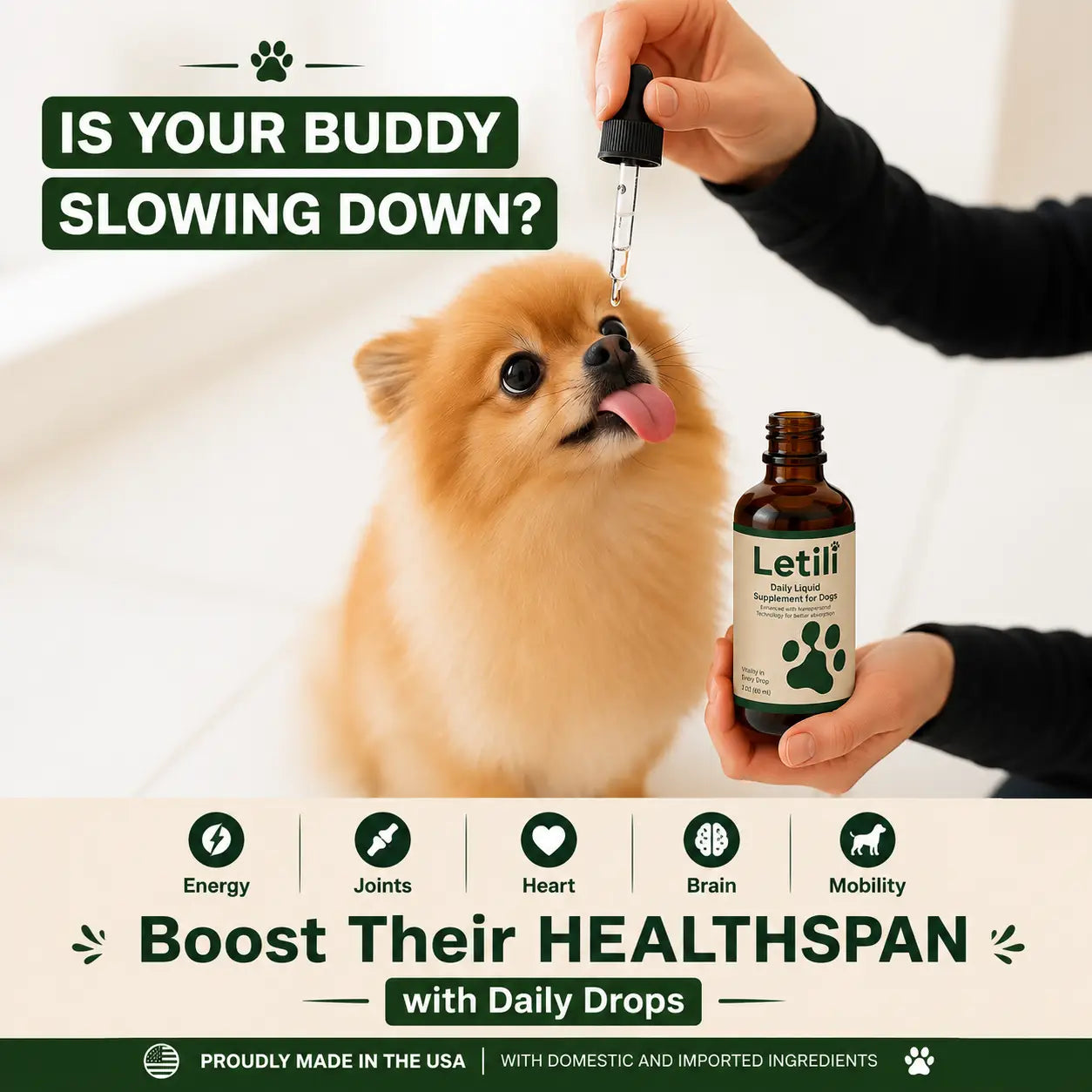 The Science-Backed Protocol to Boost Dog Health Span