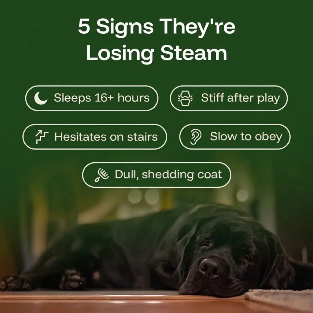 The Science-Backed Protocol to Boost Dog Health Span