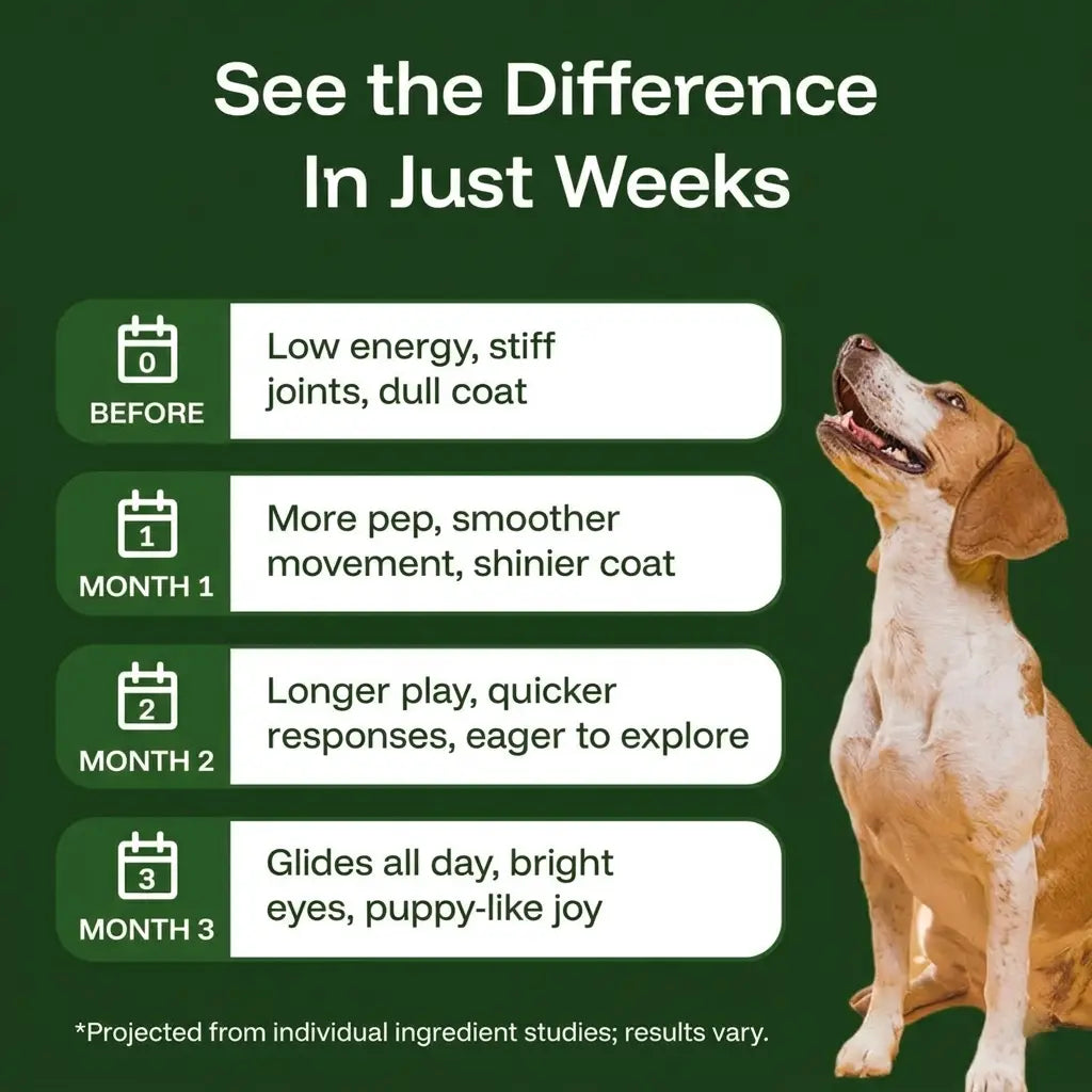The Science-Backed Protocol to Boost Dog Health Span