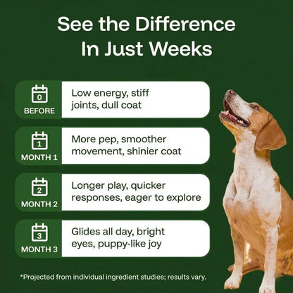 The Science-Backed Protocol to Boost Dog Health Span